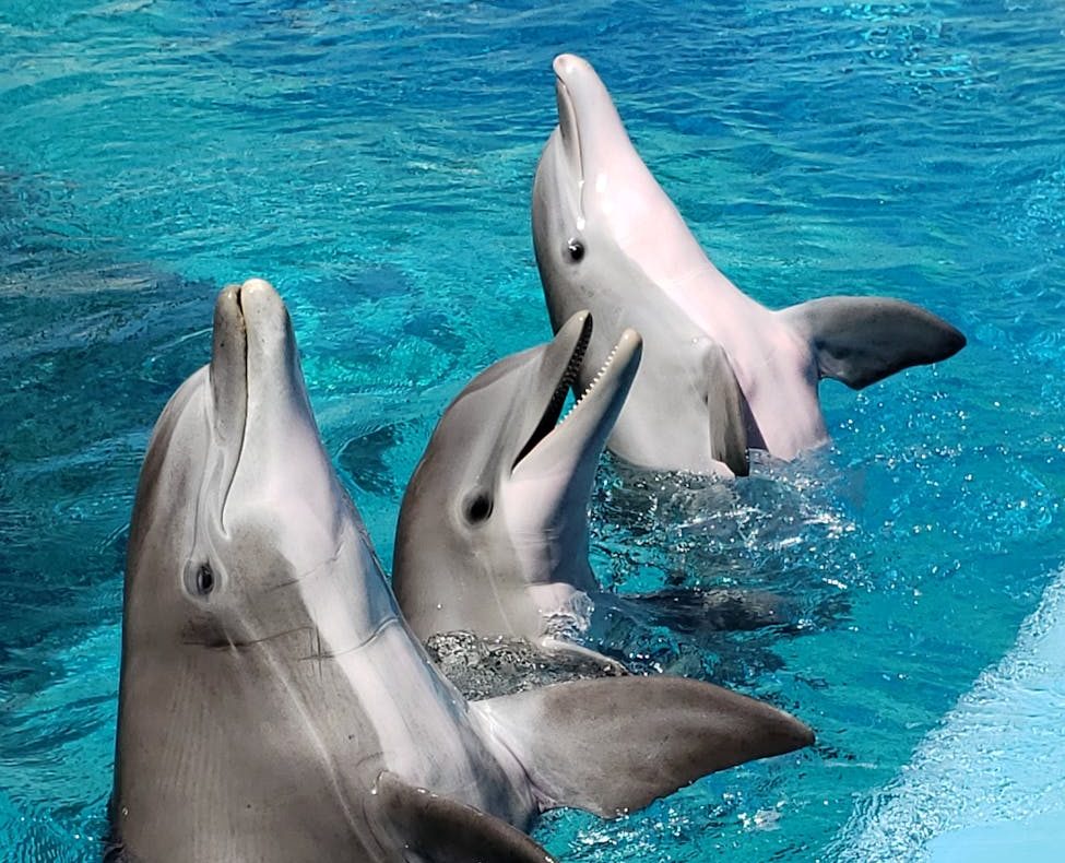 Delfines en un acuario