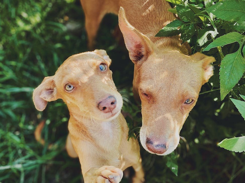 PACMA recurre la derogación de la Ley de Protección Animal de La Rioja