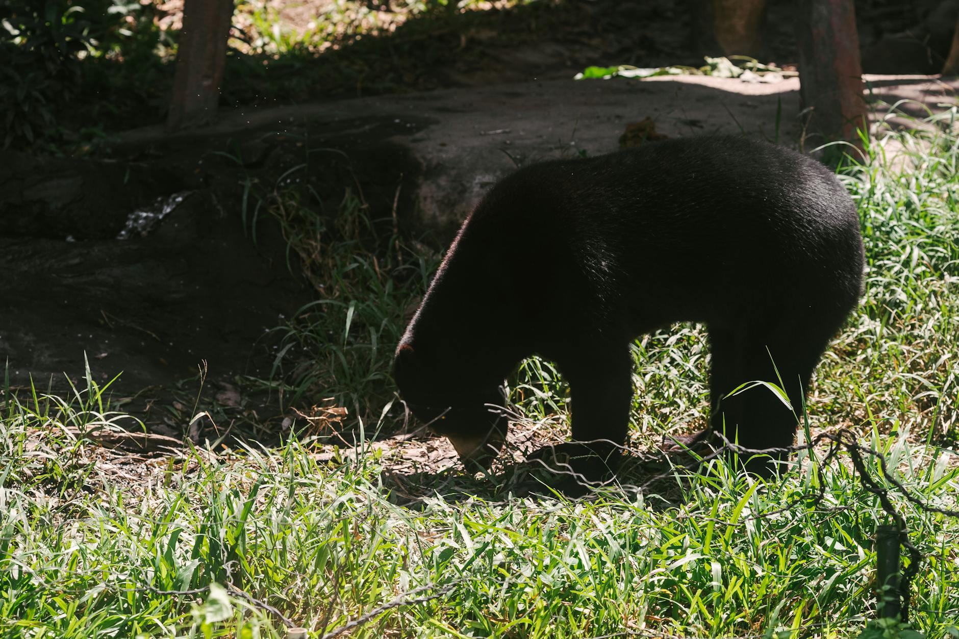 Alarmante estado de un oso malayo en el Zoo Aquarium de Madrid