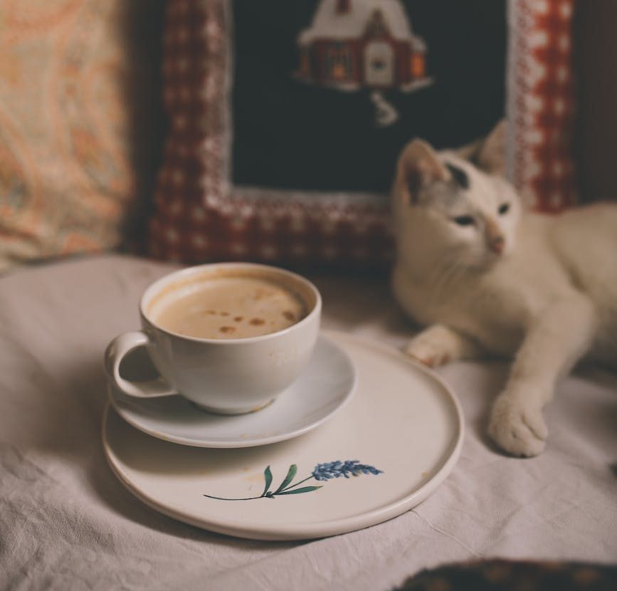 Cafetería con gatos