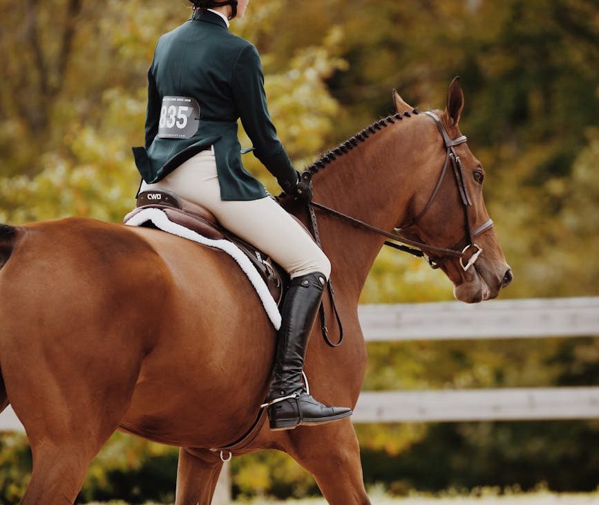 Caballo en competición hípica