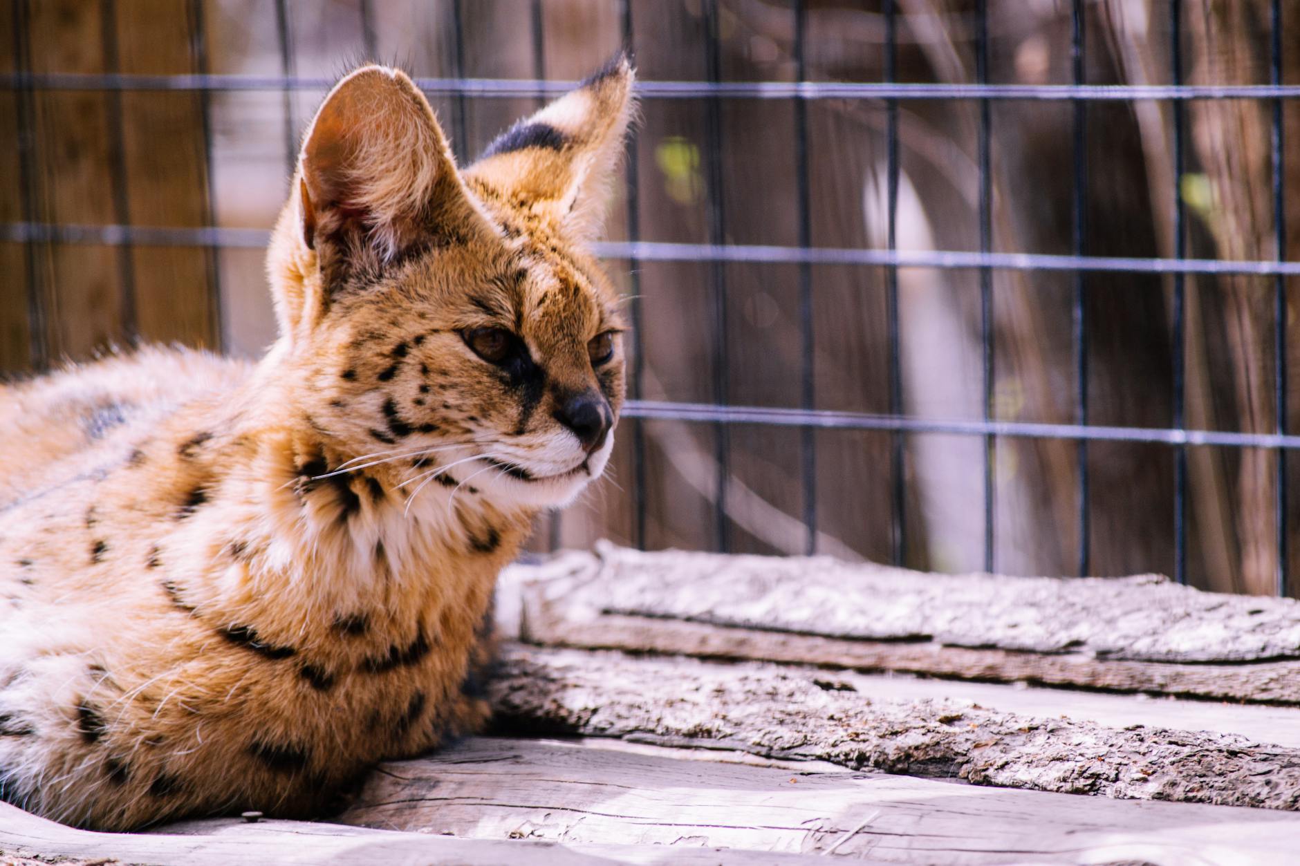 Serval