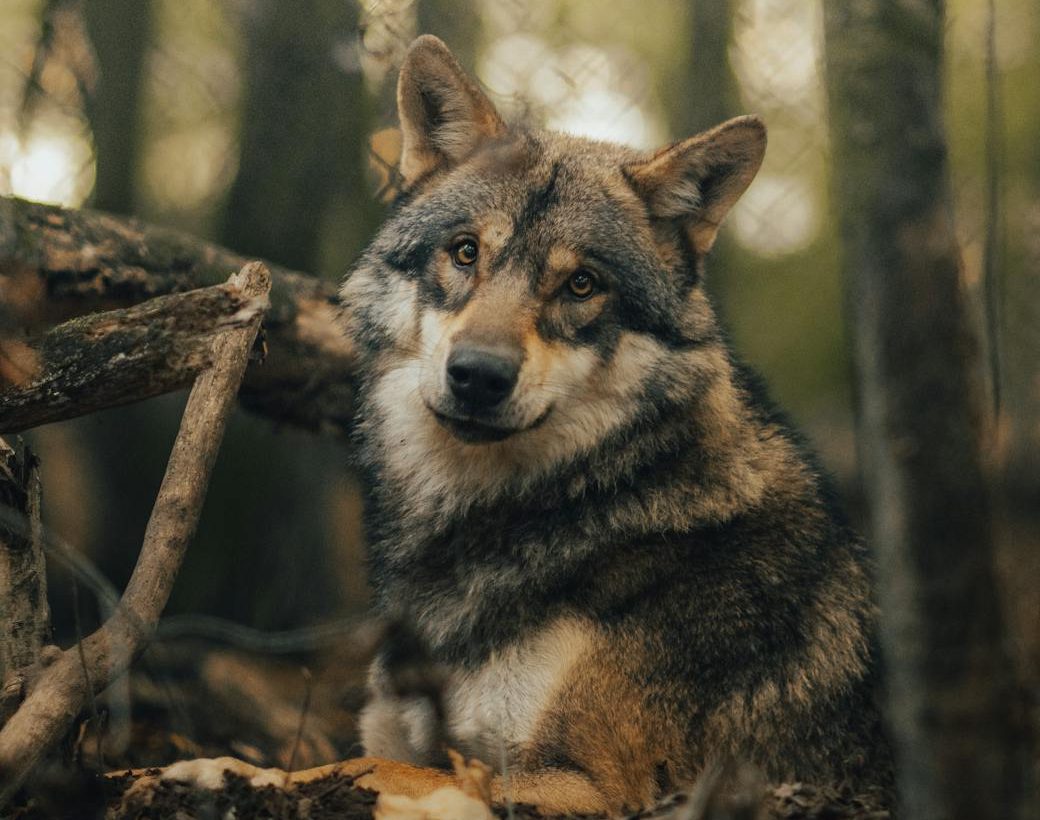 Ecologistas agotarán la vía legal para defender al lobo en Asturias