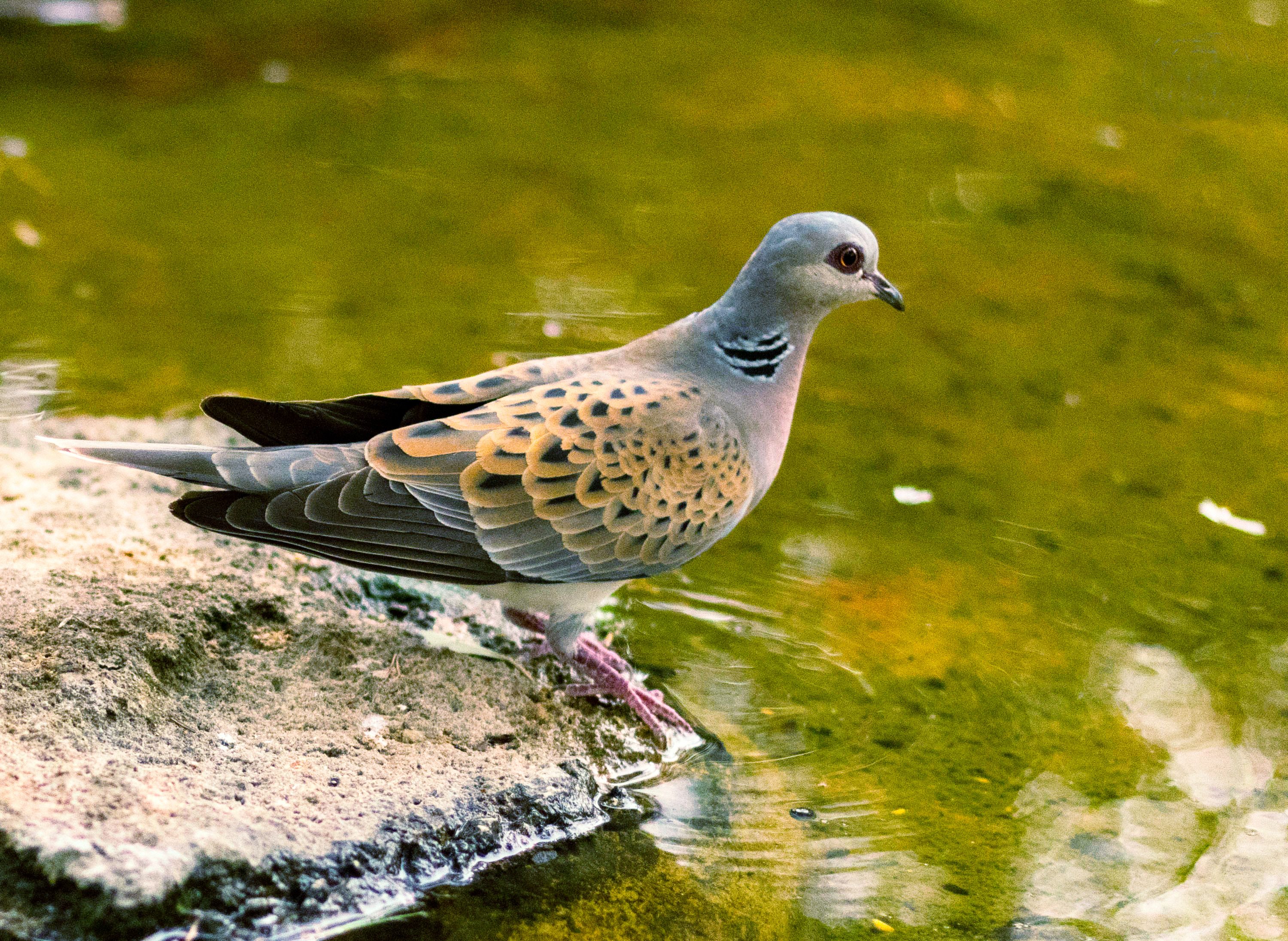 Expertos advierten: la caza de tórtolas es un retroceso en la recuperación de sus poblaciones