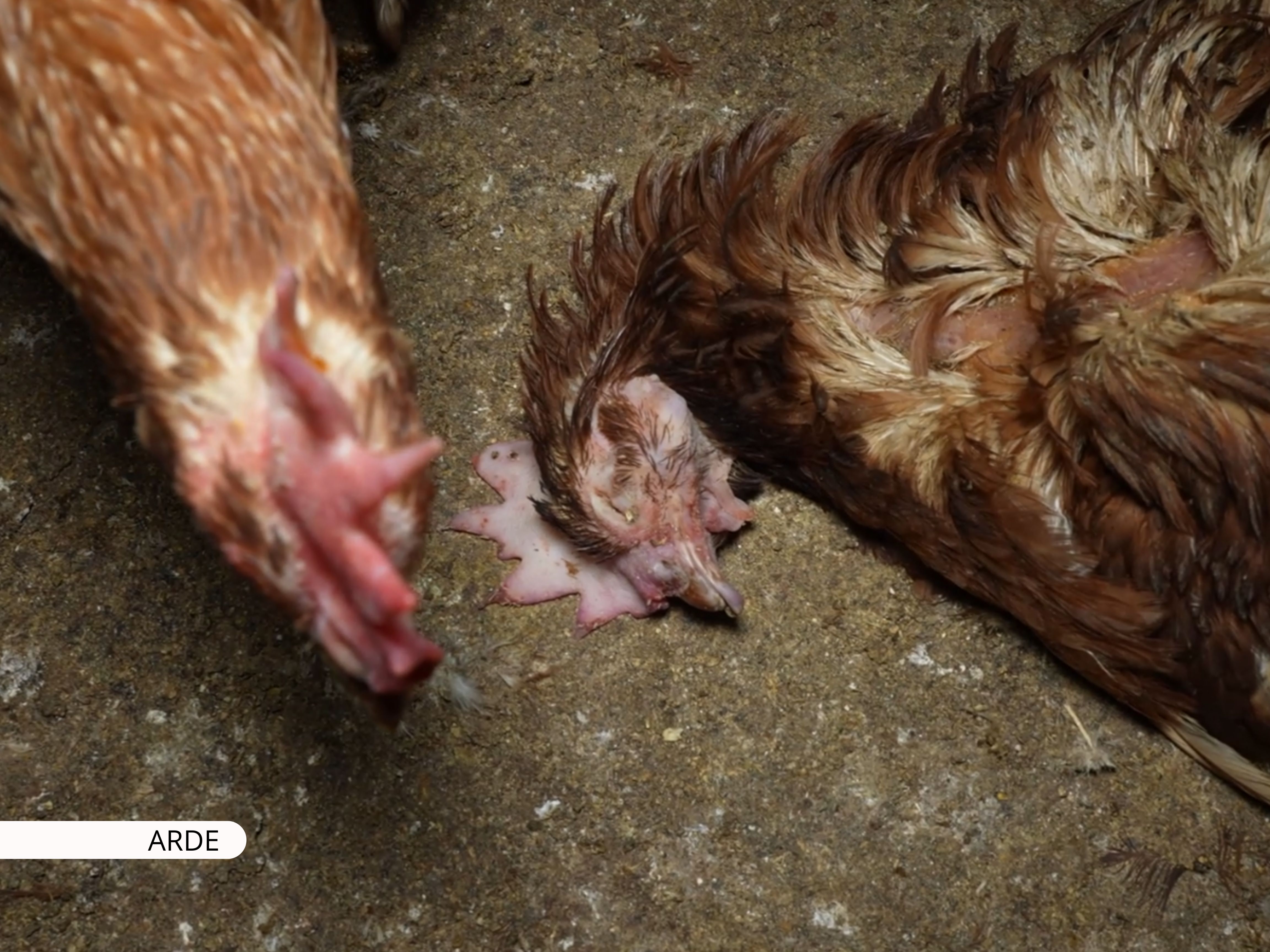 Gallinas «camperas» entre ratas, cadáveres e insalubridad en una granja de Mallorca con sello de bienestar animal