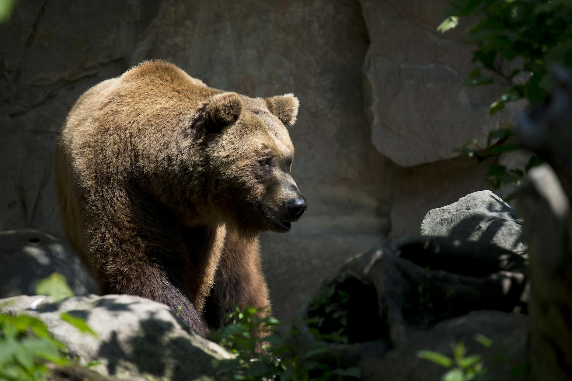 Oso pardo
