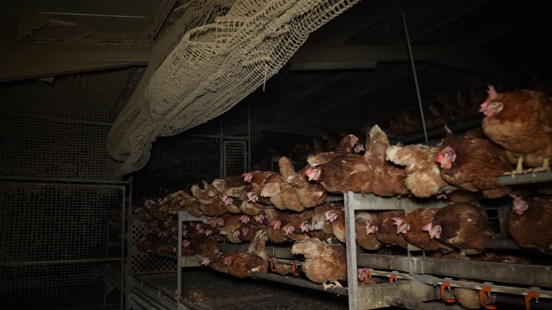 La Federación de Santuarios de Animales se ofrece a rescatar a las gallinas de Llucmajor, en riesgo de sacrificio inmediato