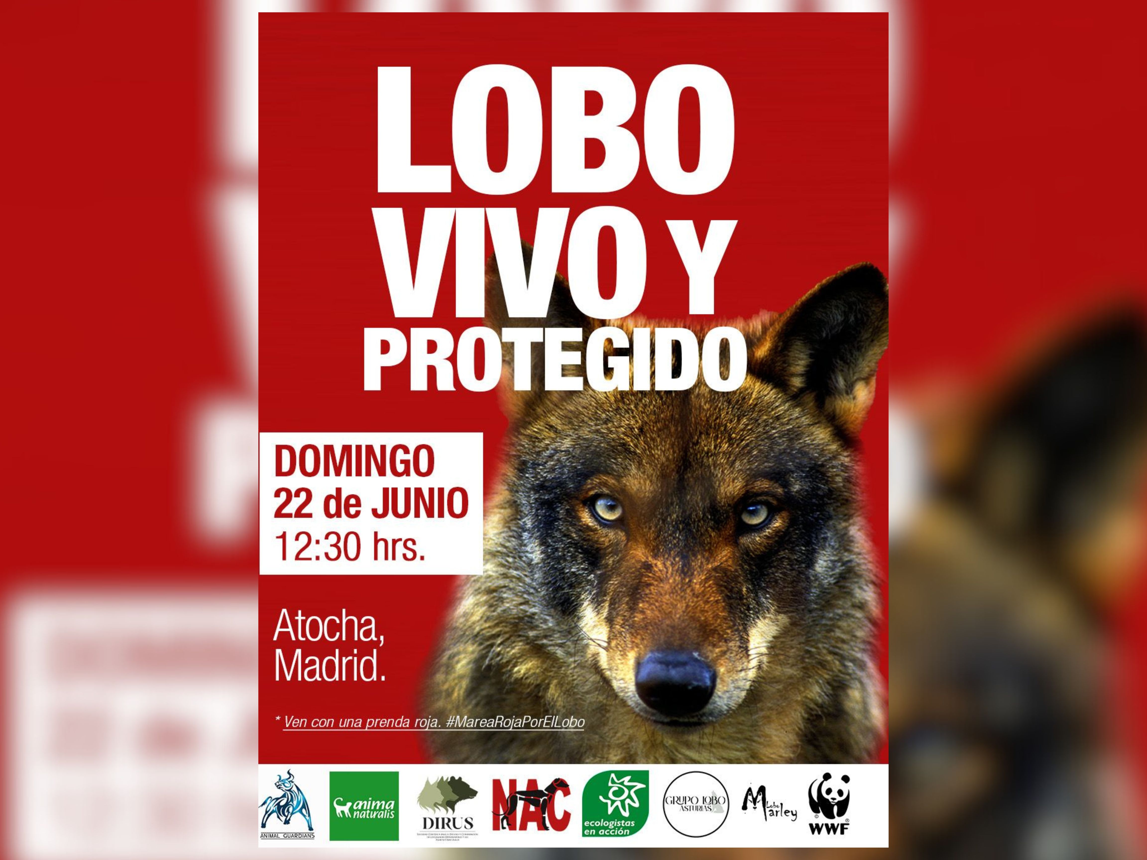 Madrid aullará en defensa del lobo el 22 de junio