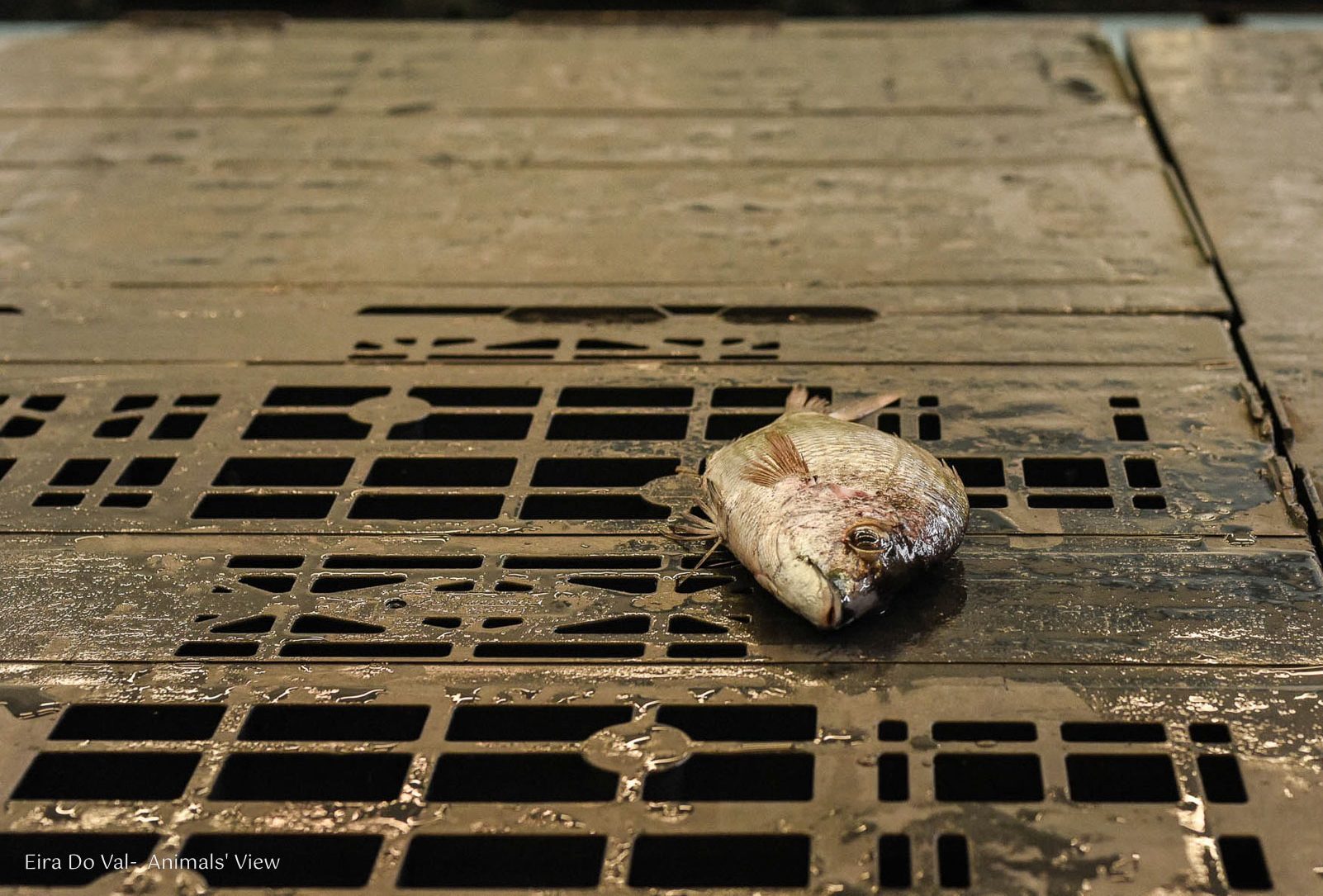 La acuicultura y la pesca: industrias en auge con billones de víctimas sometidas a prácticas atroces