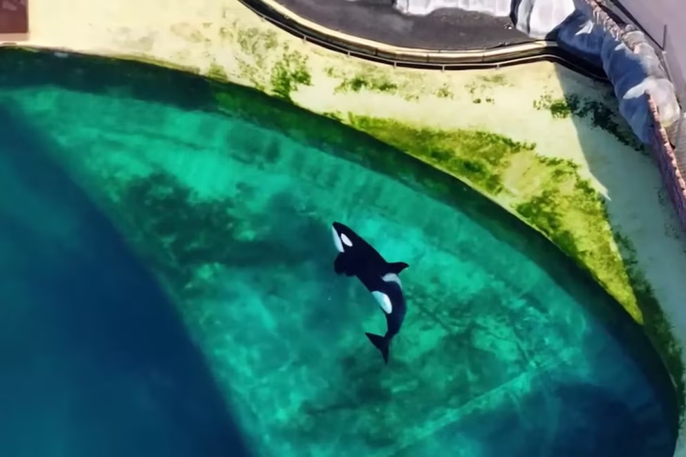 Orca en Marineland Antibes