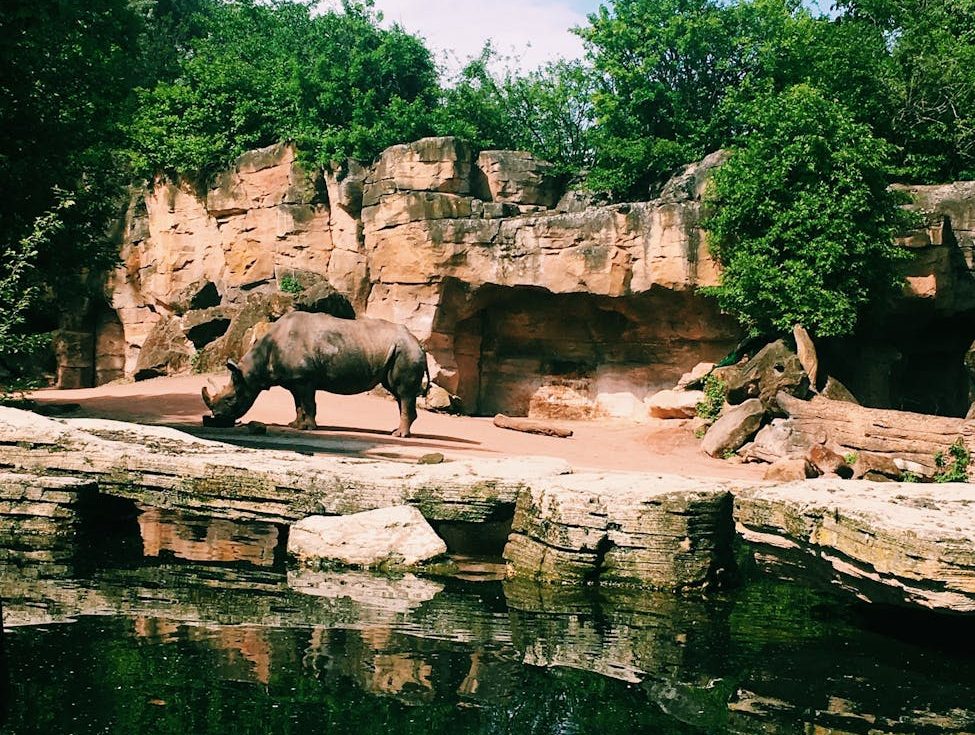 Planes para reabrir el «peor zoo de Reino Unido», que vio morir a casi 500 animales en tres años