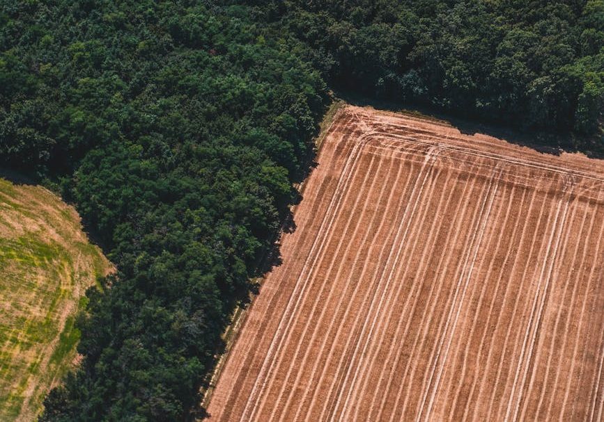 Los piensos y productos ganaderos de Latinoamérica, excluidos de la ley europea contra la deforestación