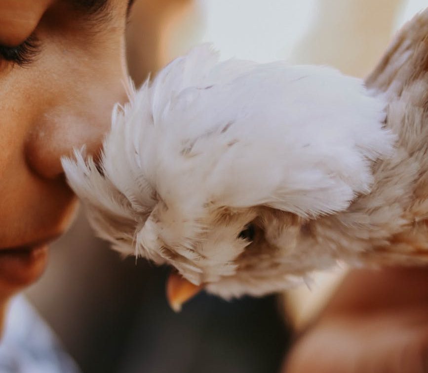 El lenguaje como reflejo del especismo