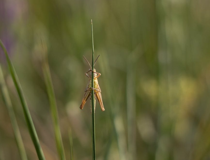 Saltamontes en una hierba