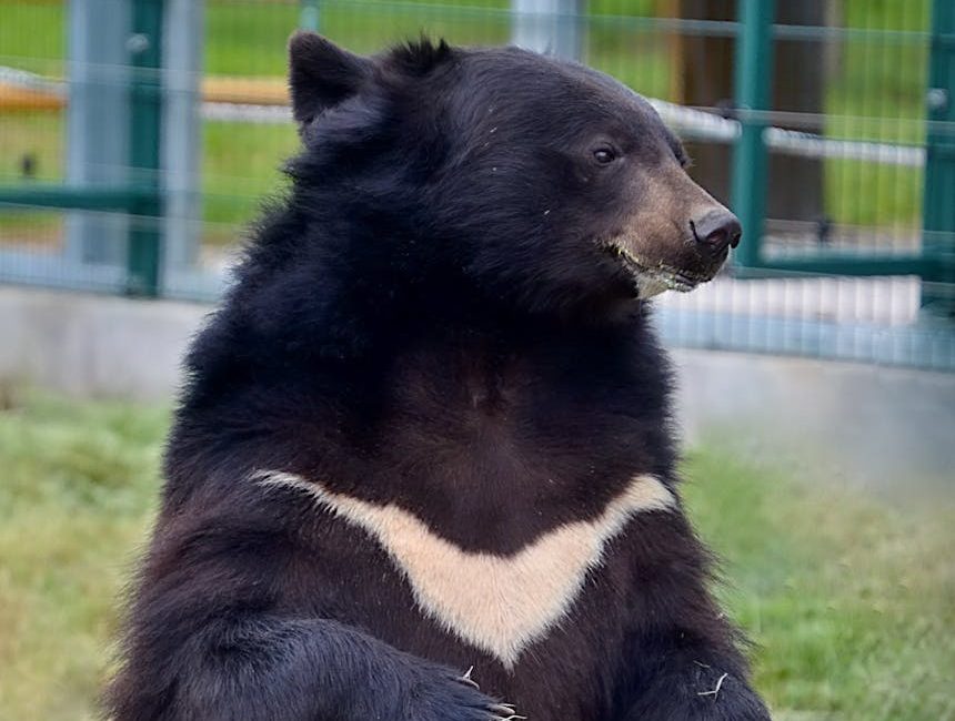 Rescatadas tres osas en Vietnam explotadas para el comercio de su bilis