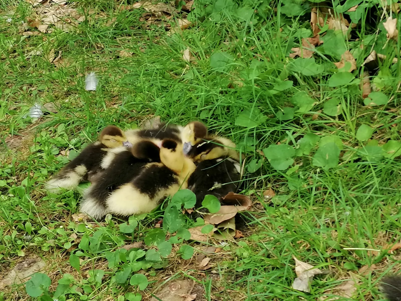 Piden al Ayuntamiento de Valladolid un plan de bienestar animal para Campo Grande, el parque más transitado de la ciudad
