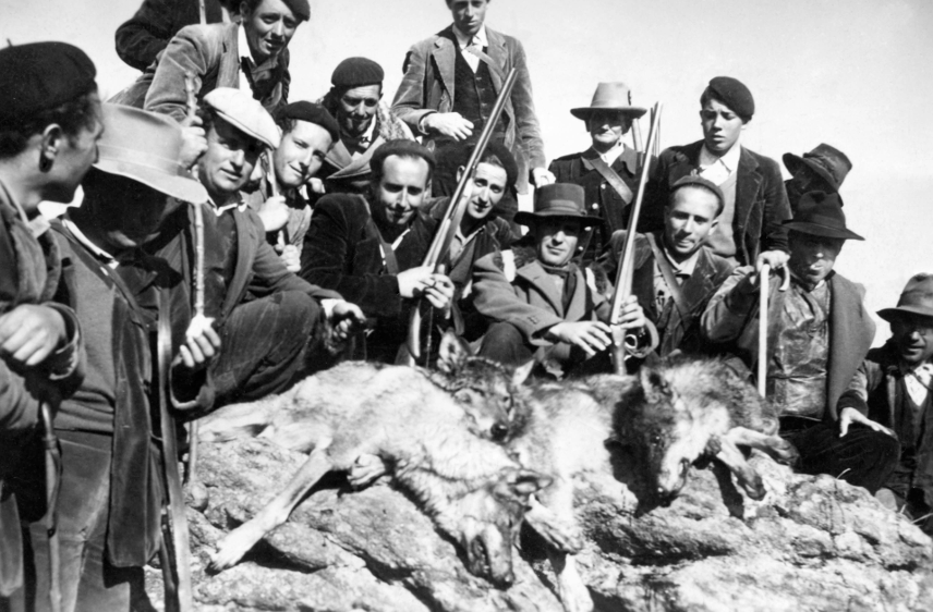 Batida contra el lobo en Hoyos del Espino (Ávila)