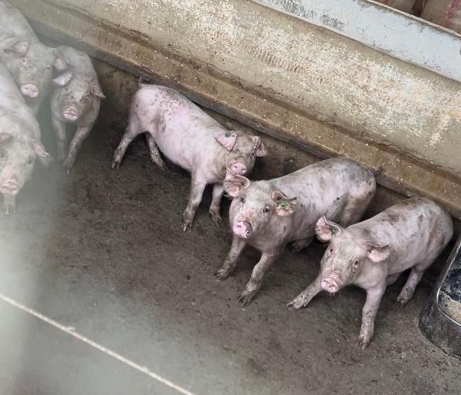 No son macrogranjas: la activista Zaira Marín muestra las condiciones lamentables de los cerdos en pequeñas explotaciones