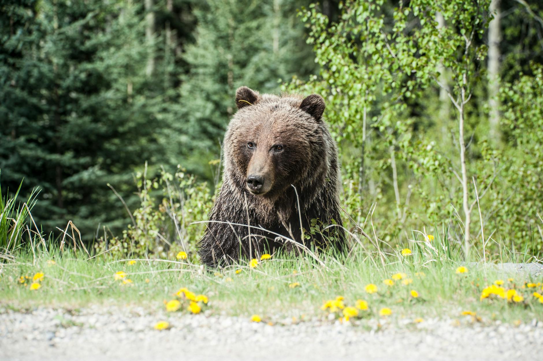 Oso pardo entre las flores