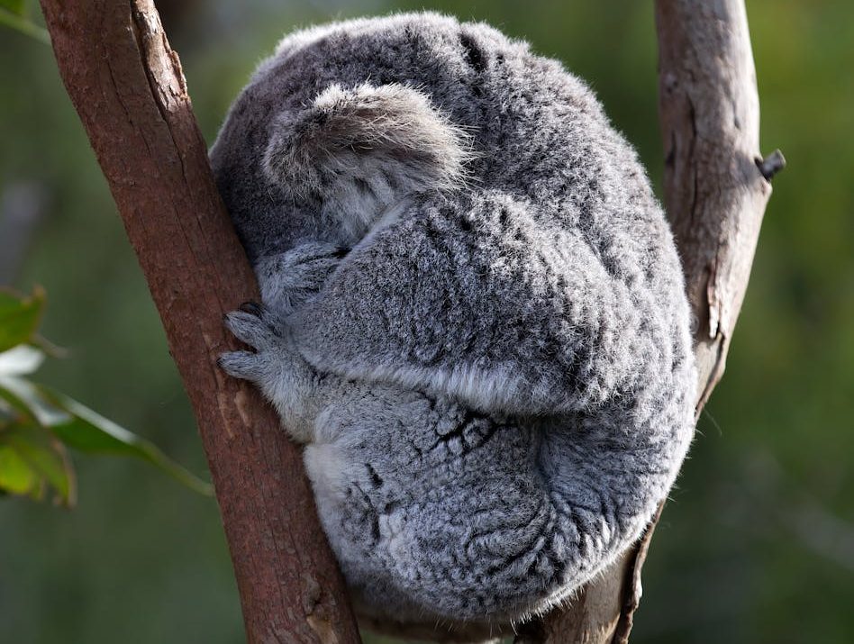 1000 koalas han sido abatidos con francotiradores en Australia