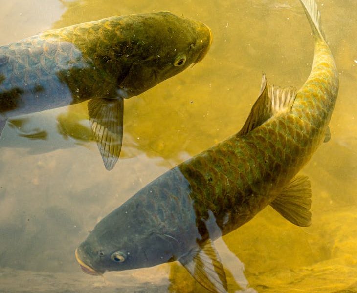 Una profesora polaca de veterinaria, ante los tribunales por matar carpas sin aturdimiento