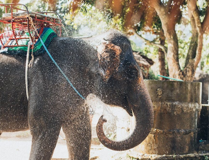 Bañar a un elefante