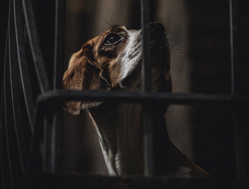 La Marina estadounidense deja de financiar experimentos con perros y gatos