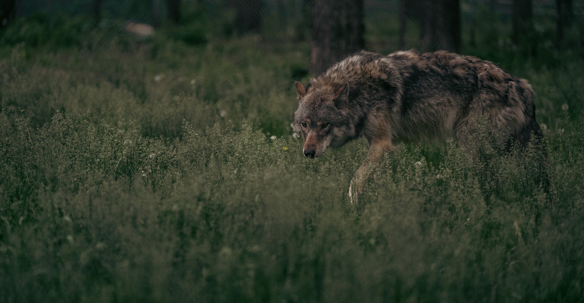 Lobo en el campo