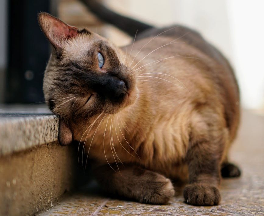 Publicado el borrador del reglamento que desarrollará la Ley de Protección Animal: preocupa la continuidad de las casas de acogida