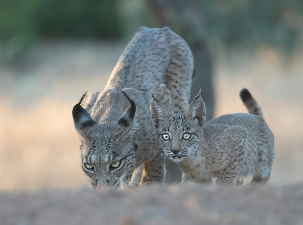 Lince ibérico con su cría