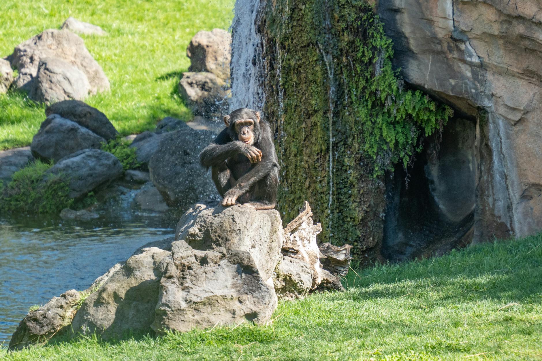 Chimpancé en un zoo