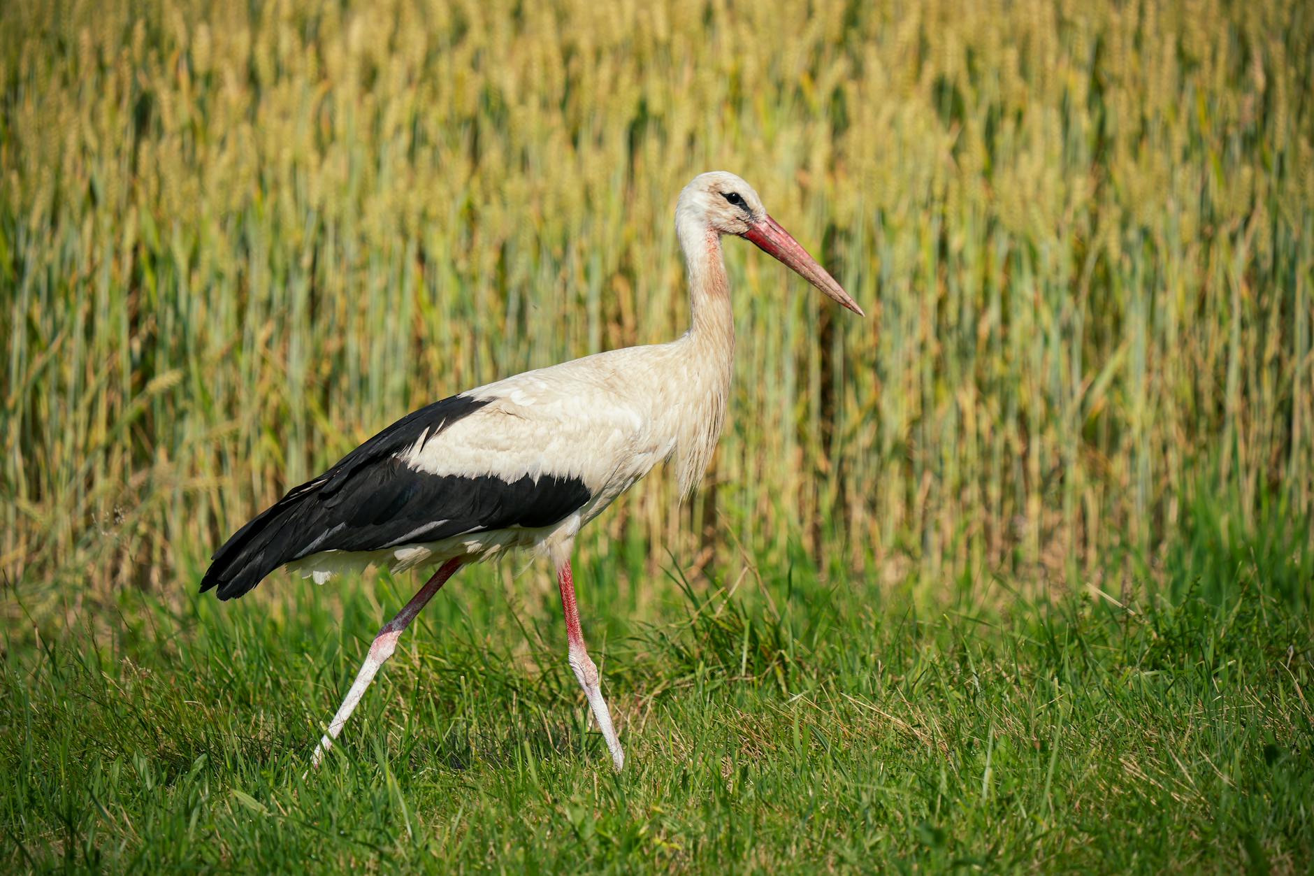 La cigüeña, ave terrestre más afectada por la ingesta masiva de microplásticos