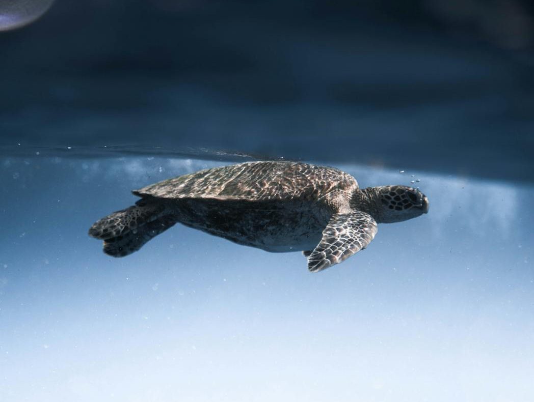 Exploraciones petroleras autorizadas por Trump sentencian a cientos de animales en el Golfo de México