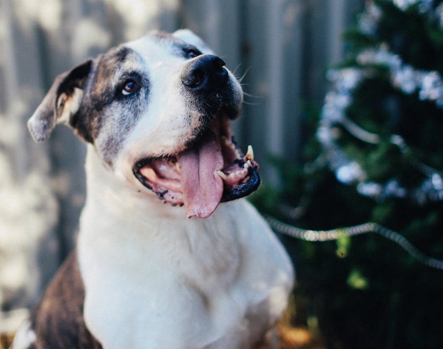 La nueva ley de protección animal en Italia persigue las peleas de perros y endurece las penas por maltrato