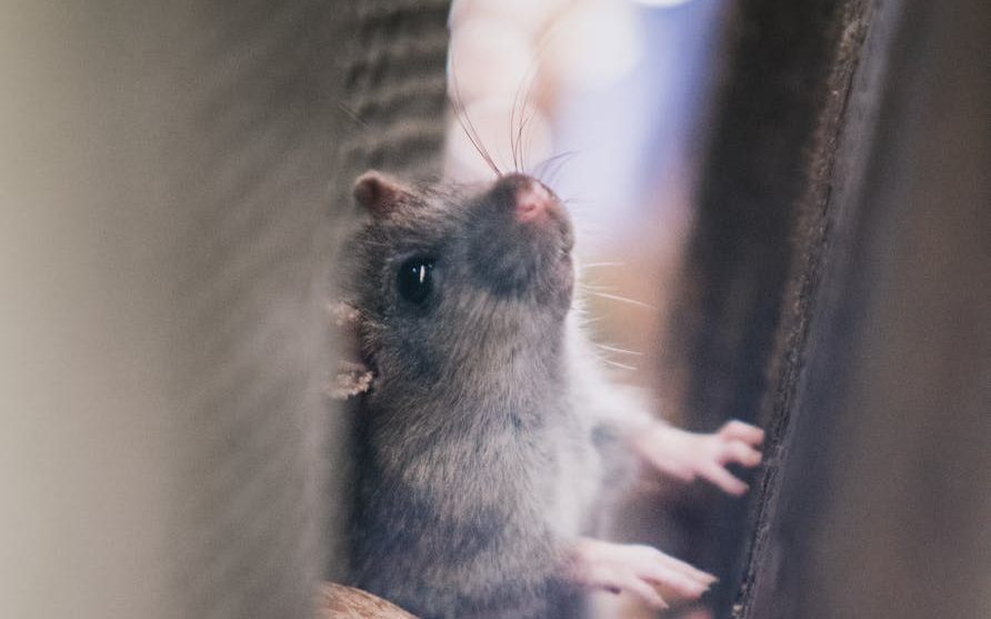 Una nueva propuesta de la Unión Europea busca acelerar la transición hacia ensayos sin animales