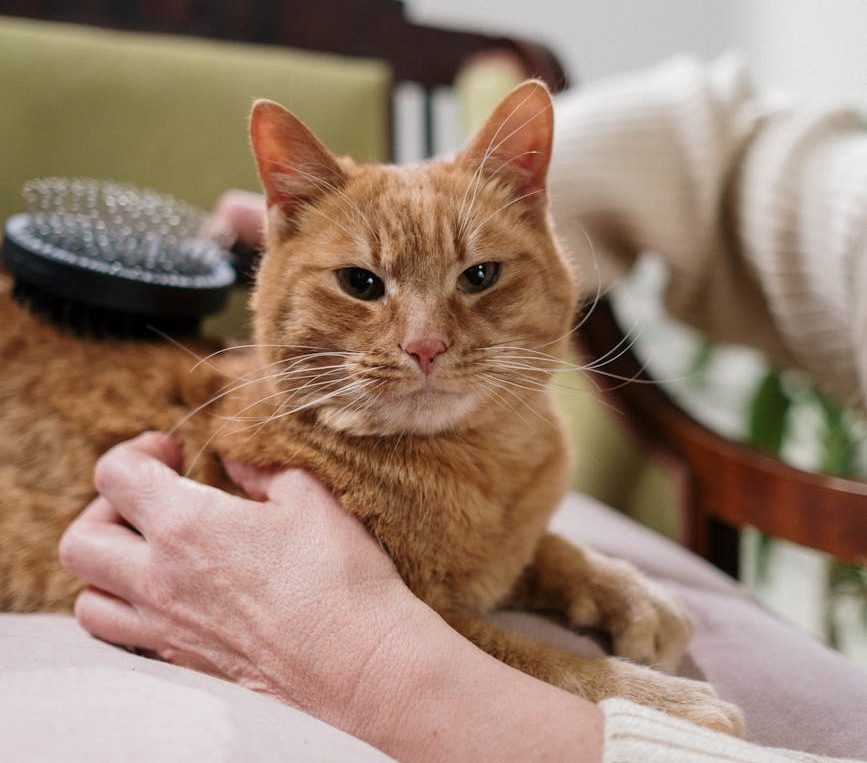 Más del 90% de las personas en situación de vulnerabilidad considera a los animales su principal fuente de apoyo