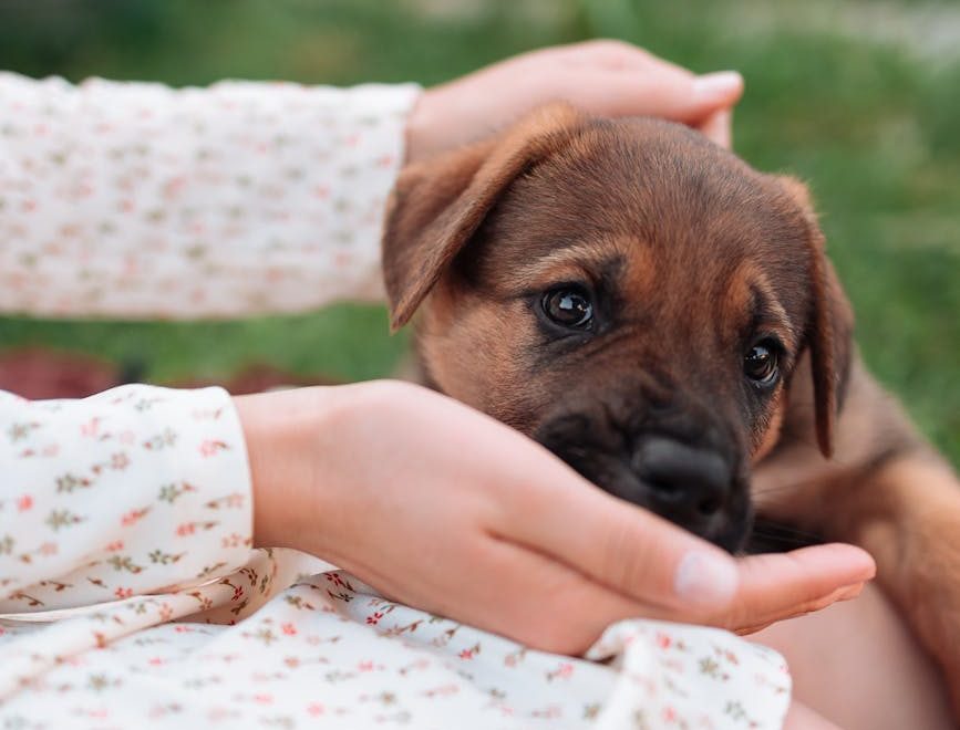 Las granjas de insectos buscan abastecer a los fabricantes de comida para perros y gatos