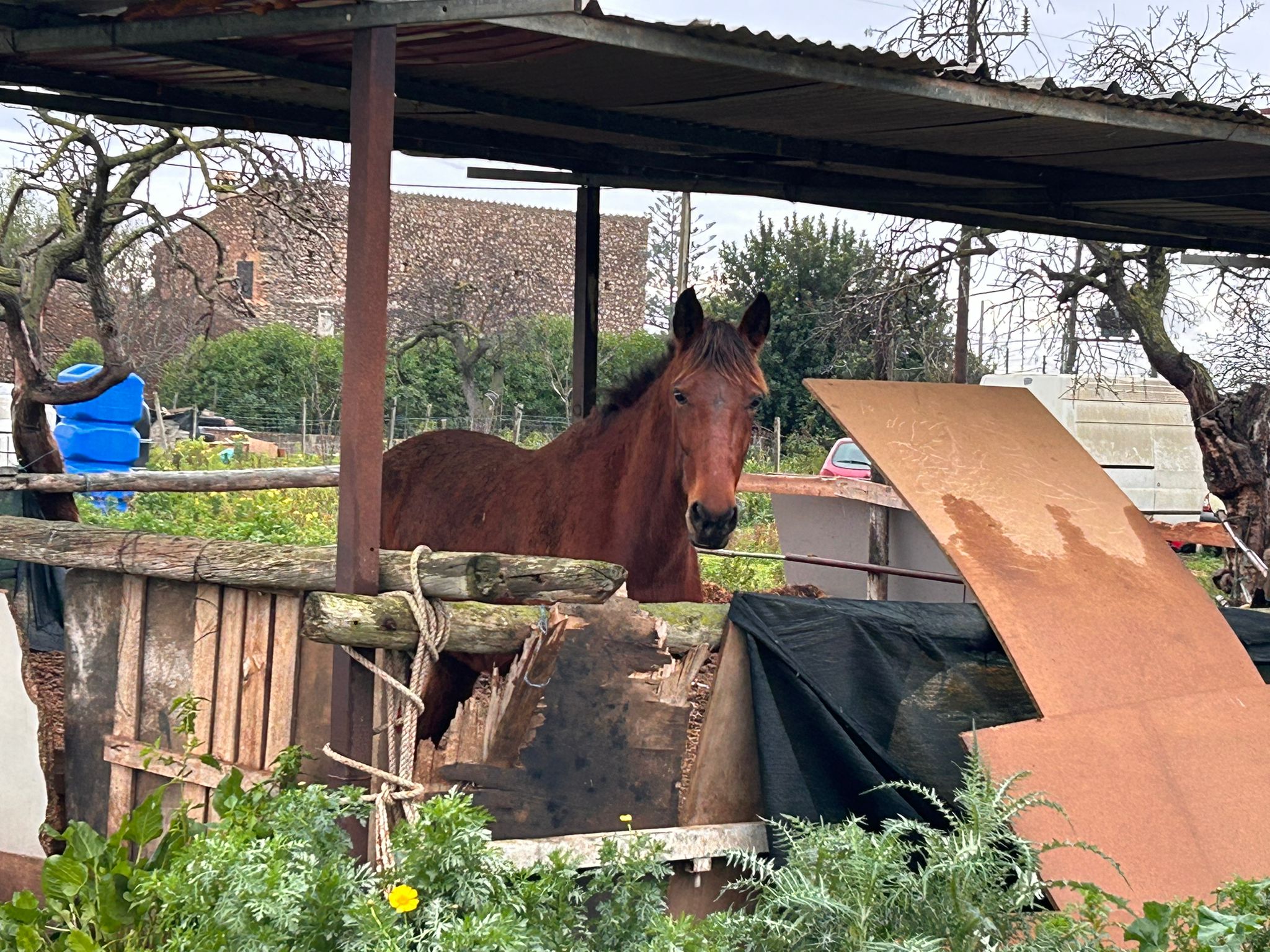 Condenado un conductor de galeras que acumula denuncias por el mal estado de sus caballos por amenazas de muerte a sus compañeros