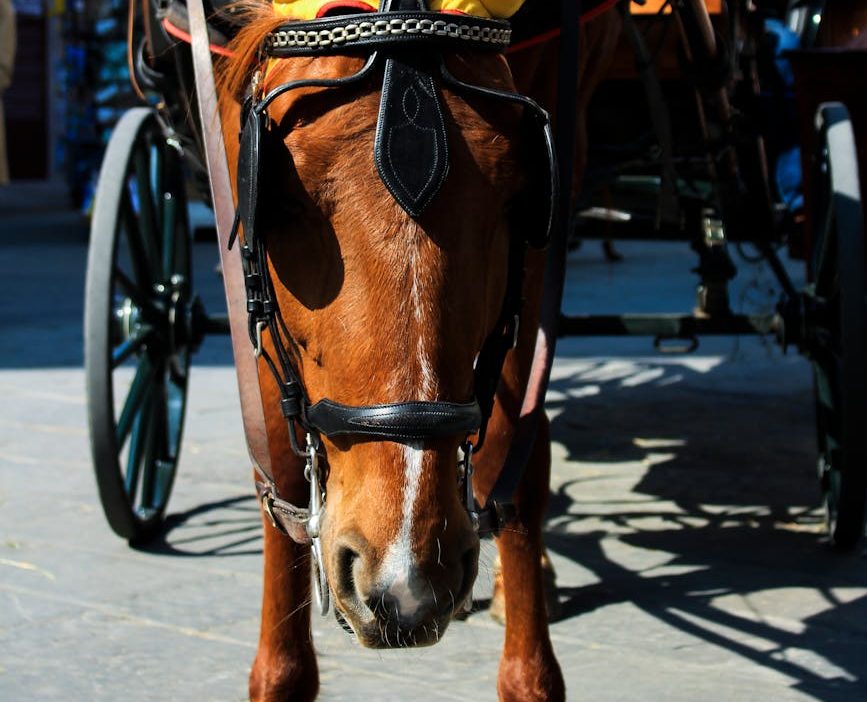 Palermo propone prohibir los carros tirados por caballos