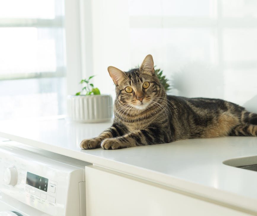 Casi la mitad de los hogares europeos cuentan con al menos un animal