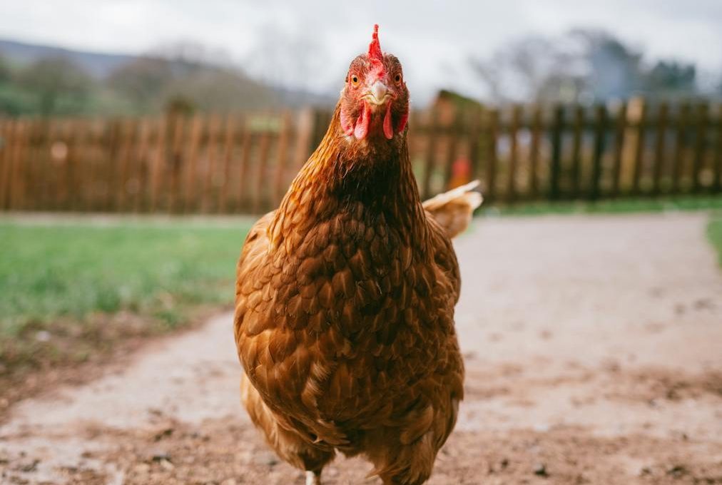 La Comisión Europea plantea el fin de las jaulas para algunas especies