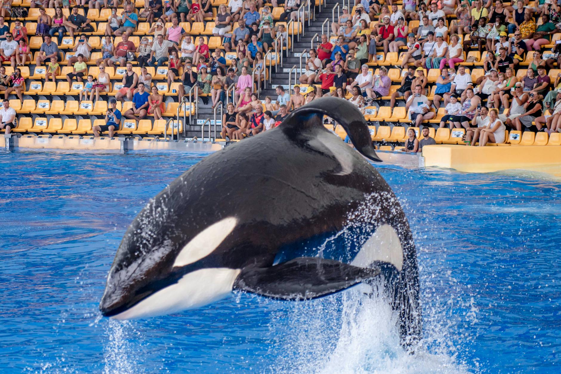Kamea, la última víctima mortal de SeaWorld: ha muerto a los once años en San Antonio