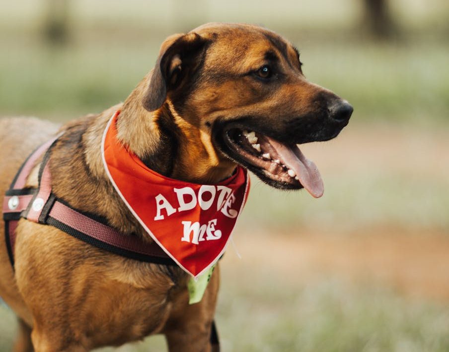 ‘Dog House’: la realidad del abandono de perros en la televisión pública