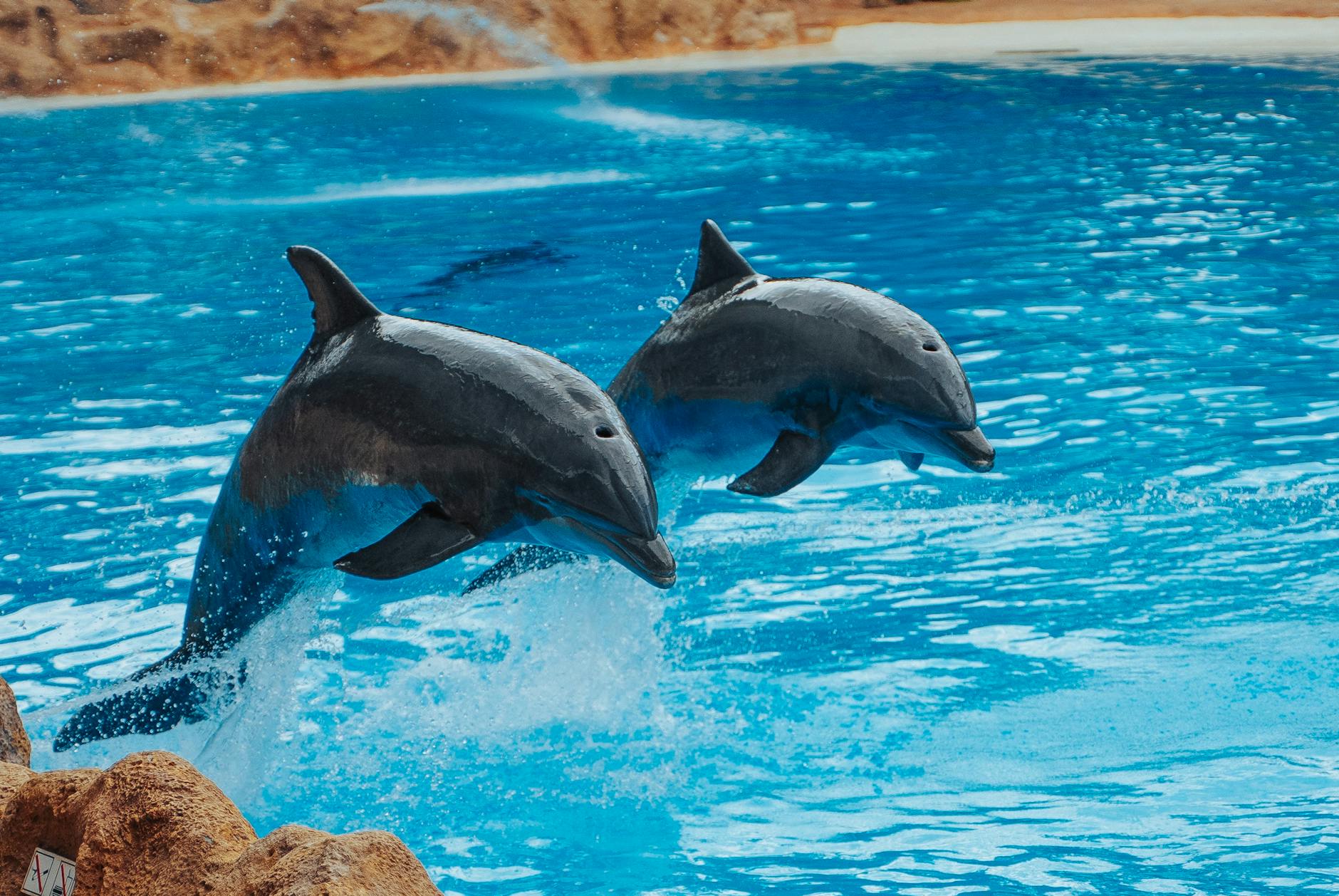 Delfines en cautividad