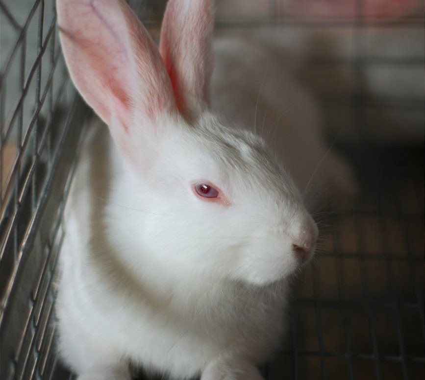 ¿Vivisección o experimentación animal?