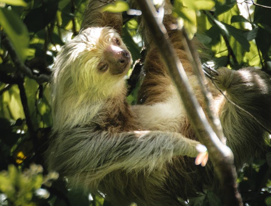 Una Ley de Devastación aprobada en Brasil da marcha atrás en la protección de la biodiversidad