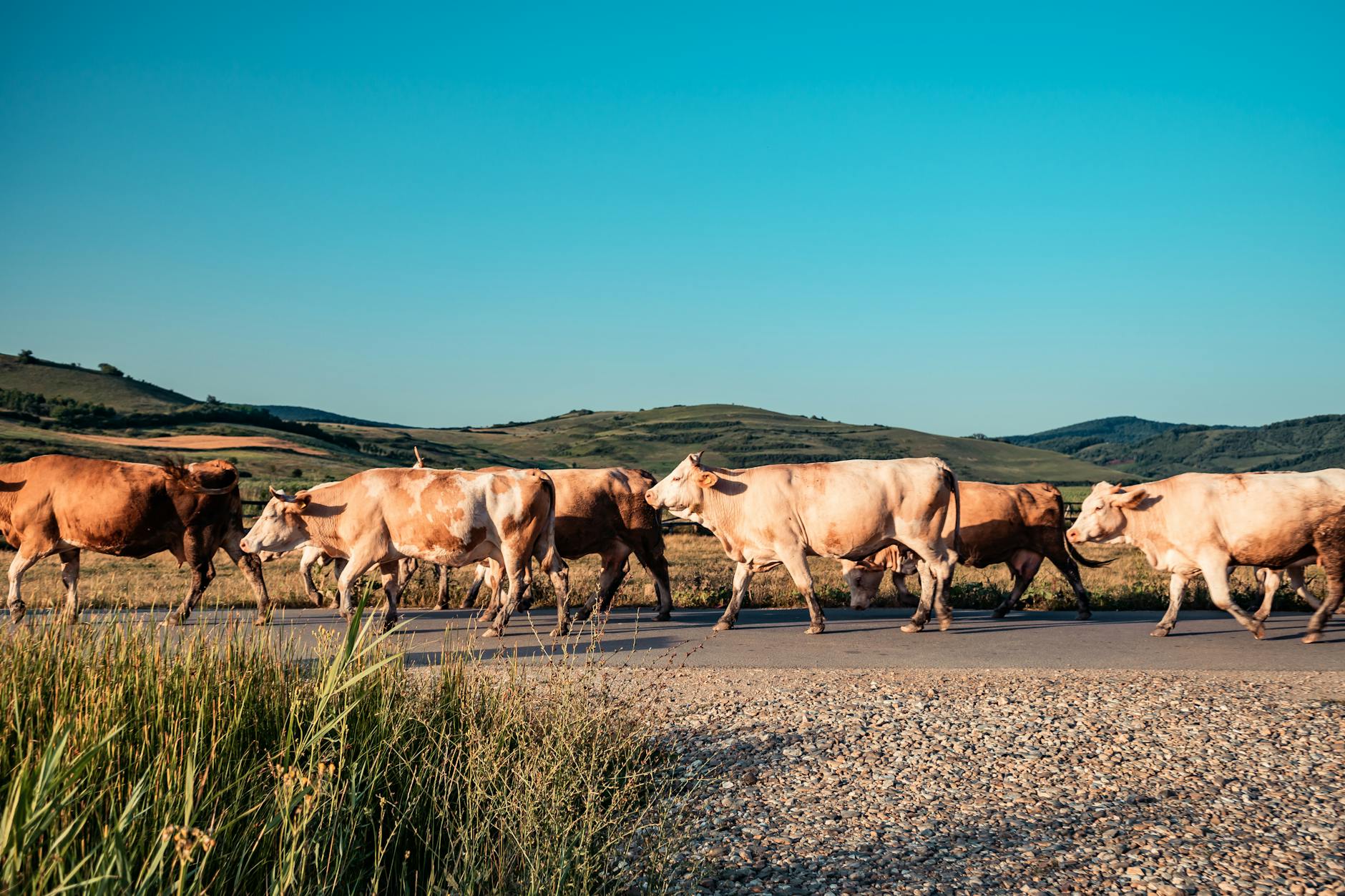Acusan de greenwashing a tres organizaciones ecologistas por defender la ganadería extensiva