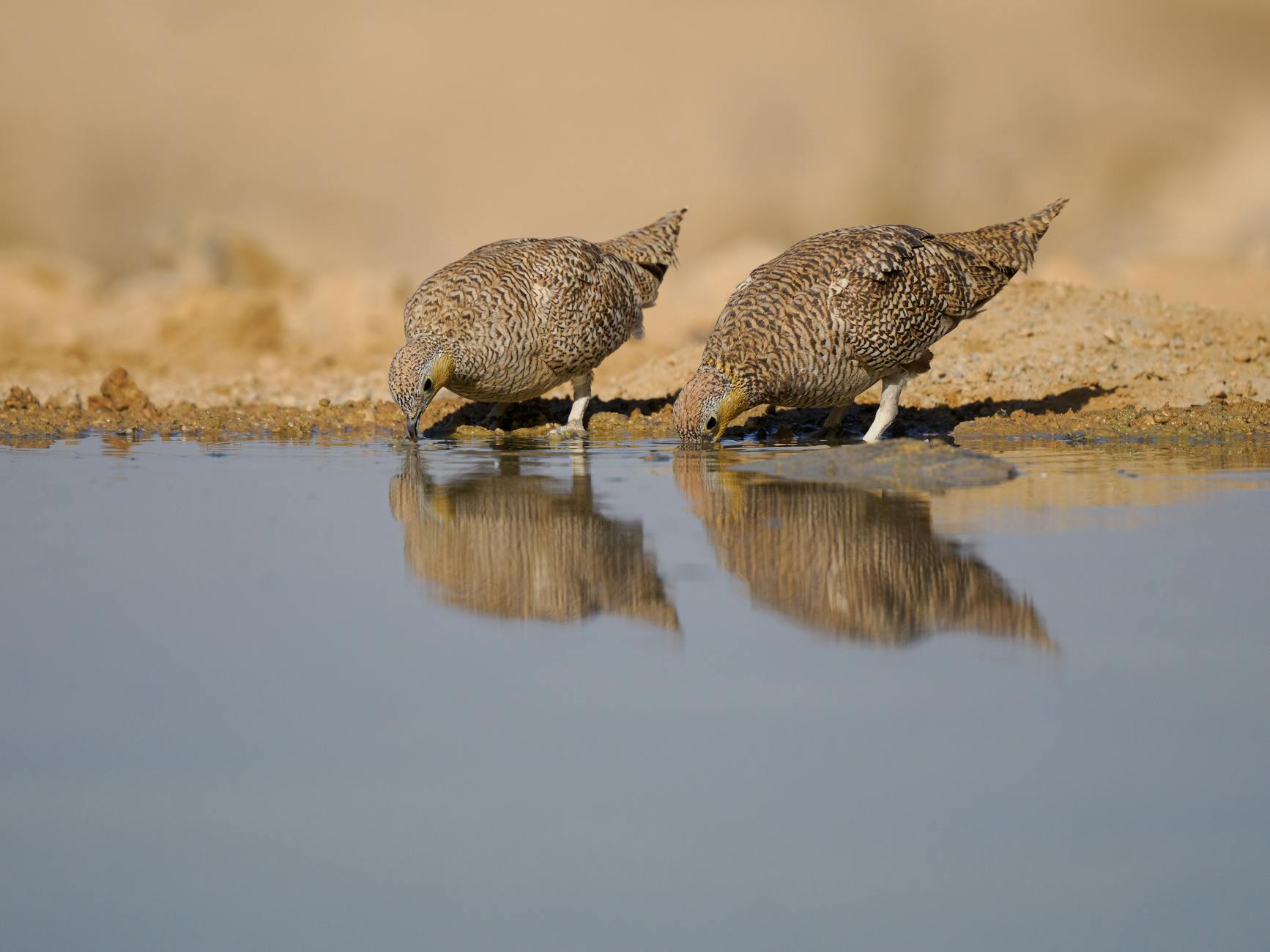 Anulado el proyecto de construcción de una macrogranja en una zona de protección de aves en Soria