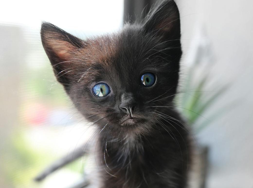 Un estudio desmonta la creencia de que la esterilización temprana afecta al peso corporal de los gatos