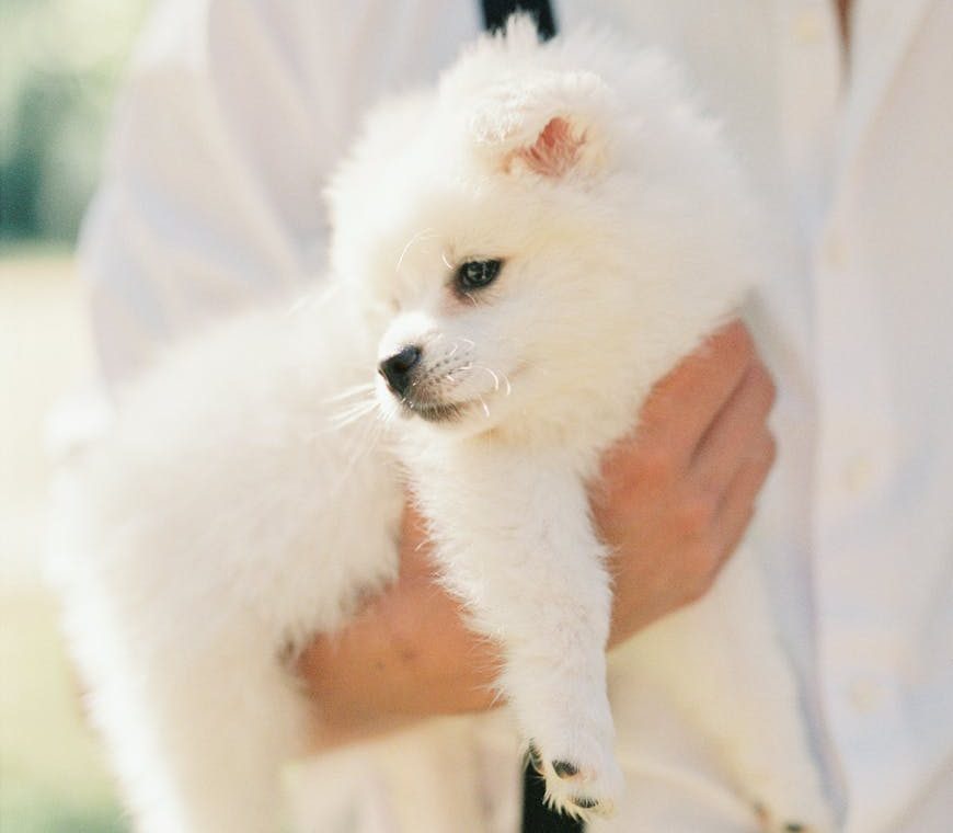 La Unión Europea abre la puerta a prohibir la venta de perros y gatos en tiendas